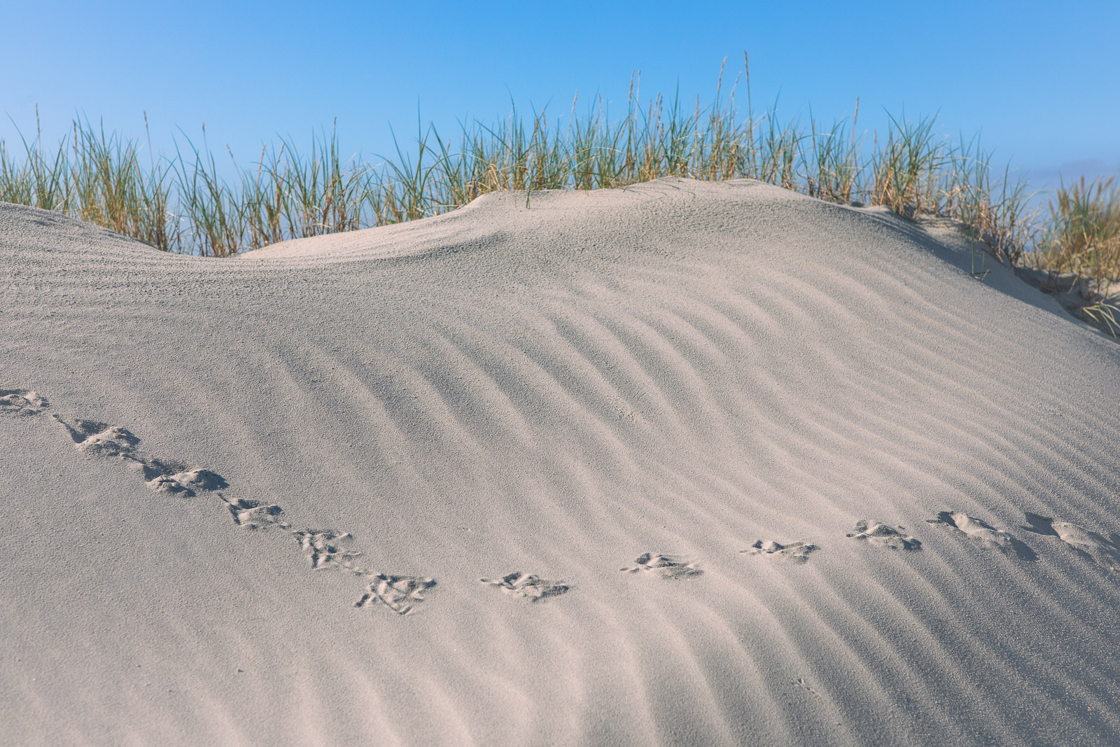 Strandd&uuml;nen